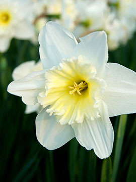 Diane Fairborne